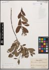 Foto von Salix cinerea L.